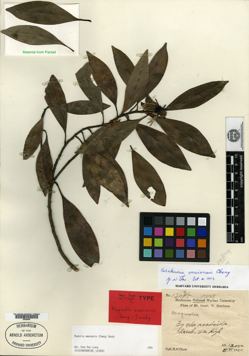 Magnolia omeiensis photo 2