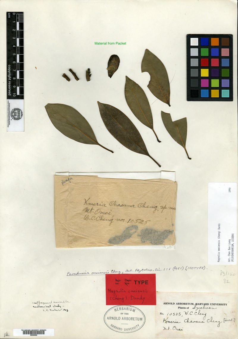 Magnolia omeiensis photo 3