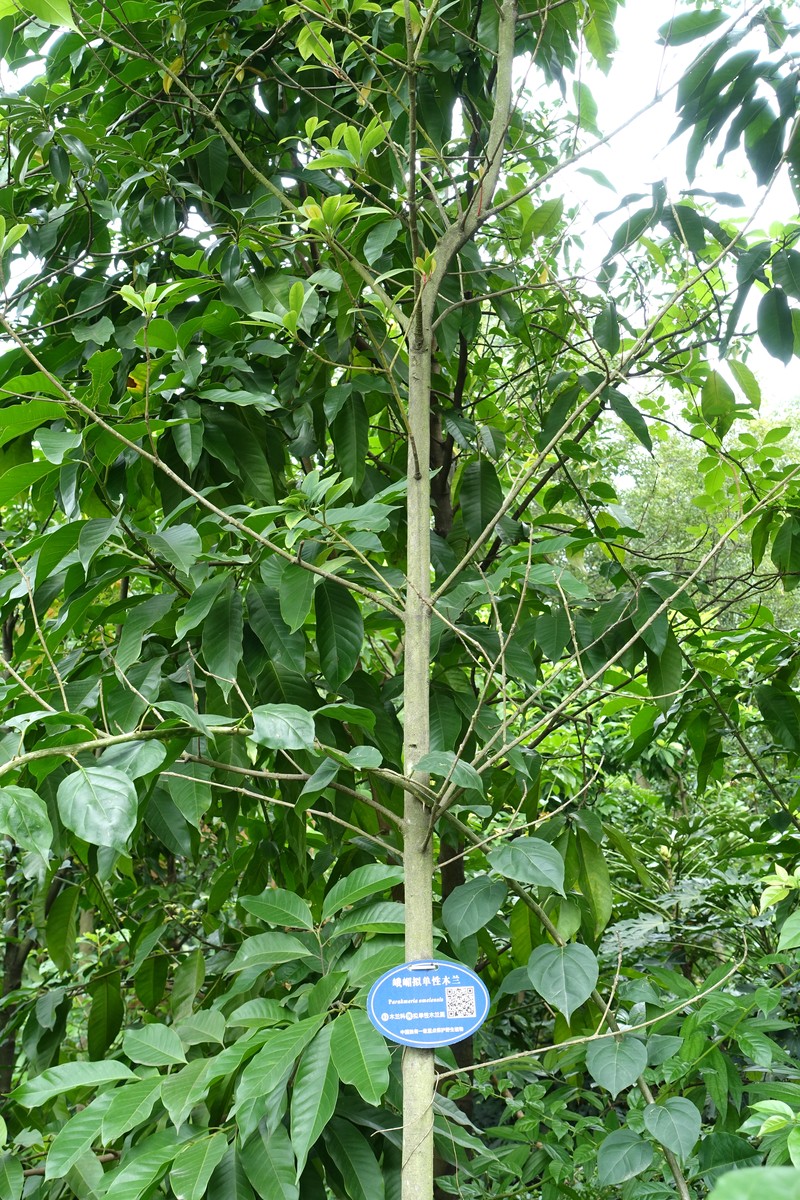 Magnolia omeiensis photo 4