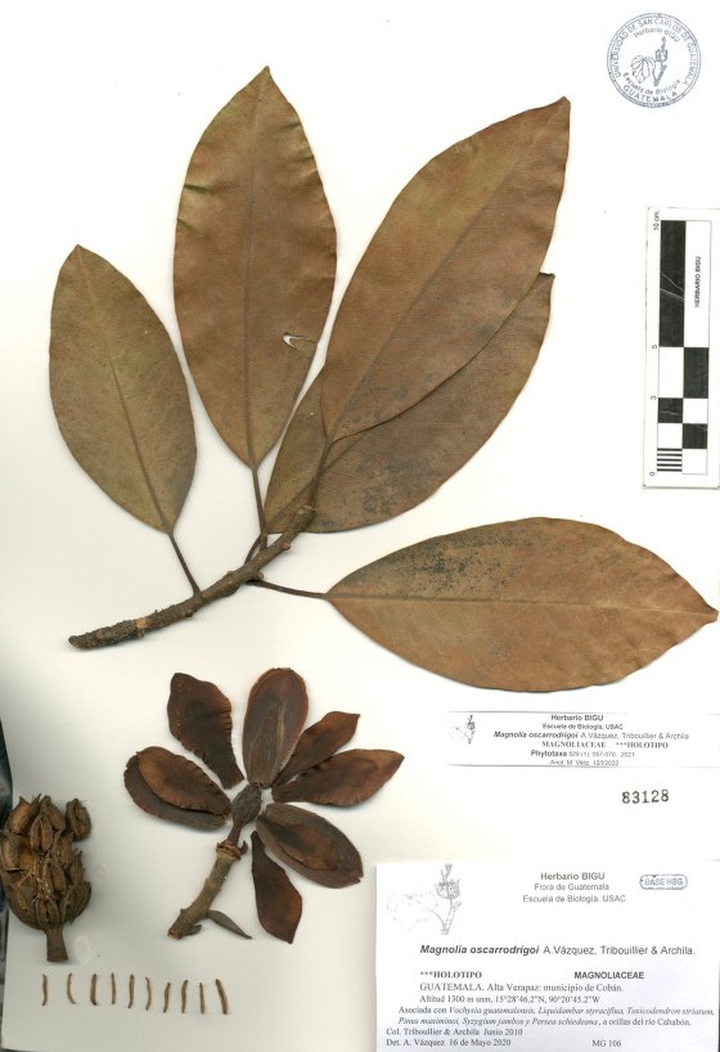 Magnolia oscarrodrigoi