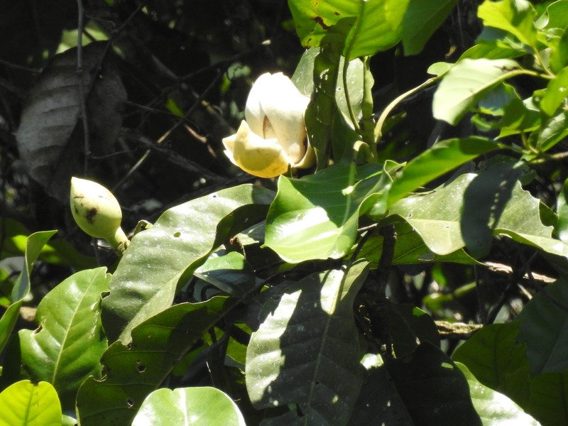 Magnolia ottoi photo 2