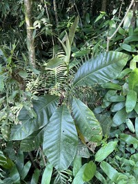 Magnolia ovata