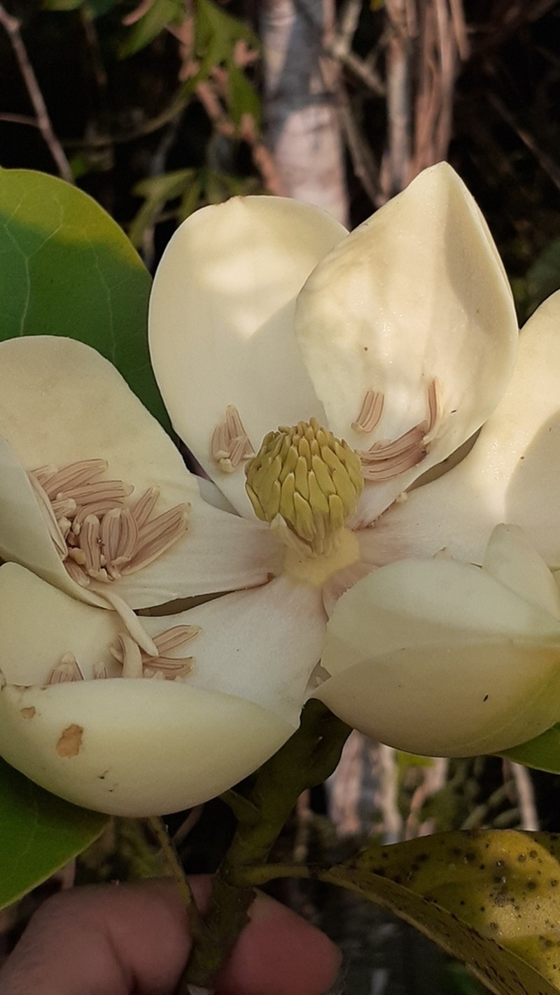 Magnolia ovata photo 2