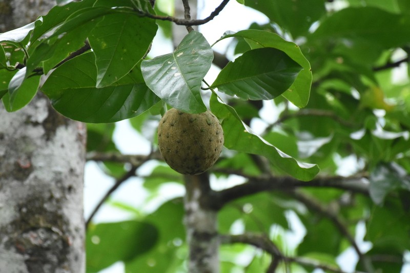 Magnolia ovata photo 3