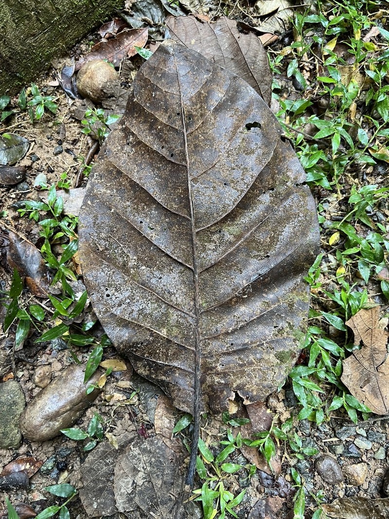 Magnolia ovata photo 5