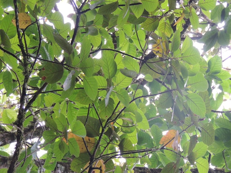 Magnolia ovata photo 7