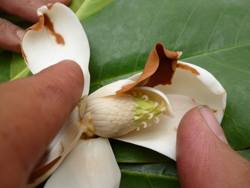 Magnolia pacifica photo 2