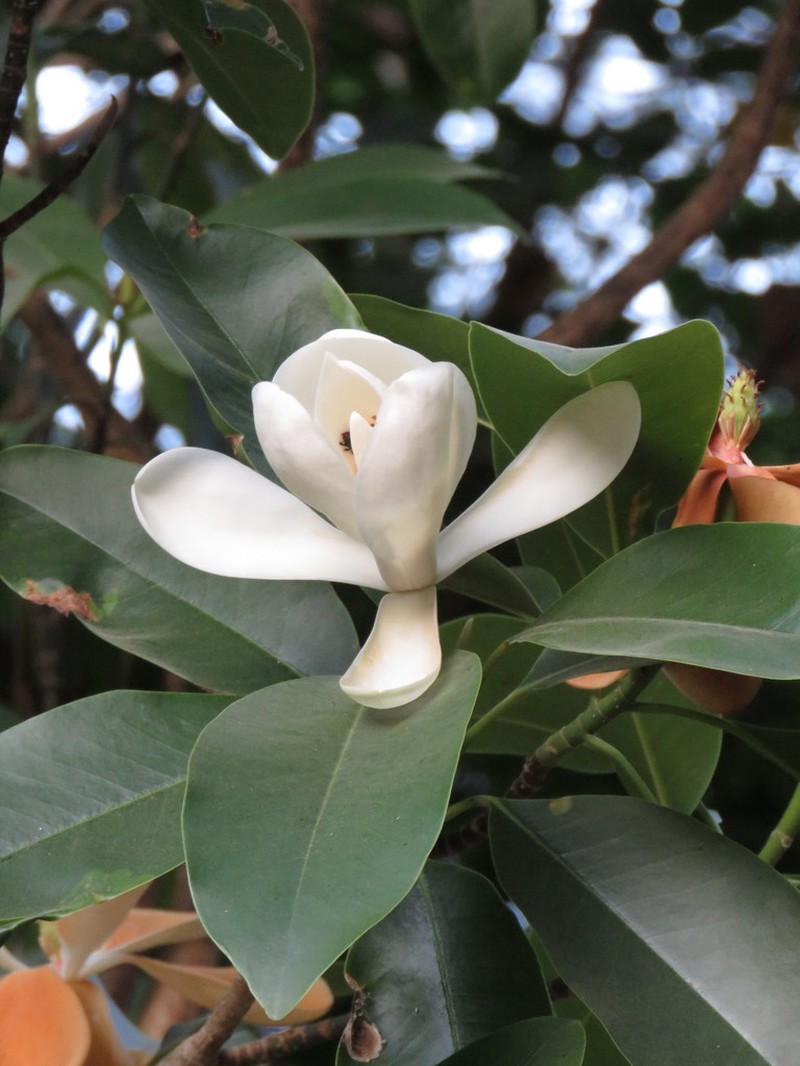Magnolia pacifica photo 3