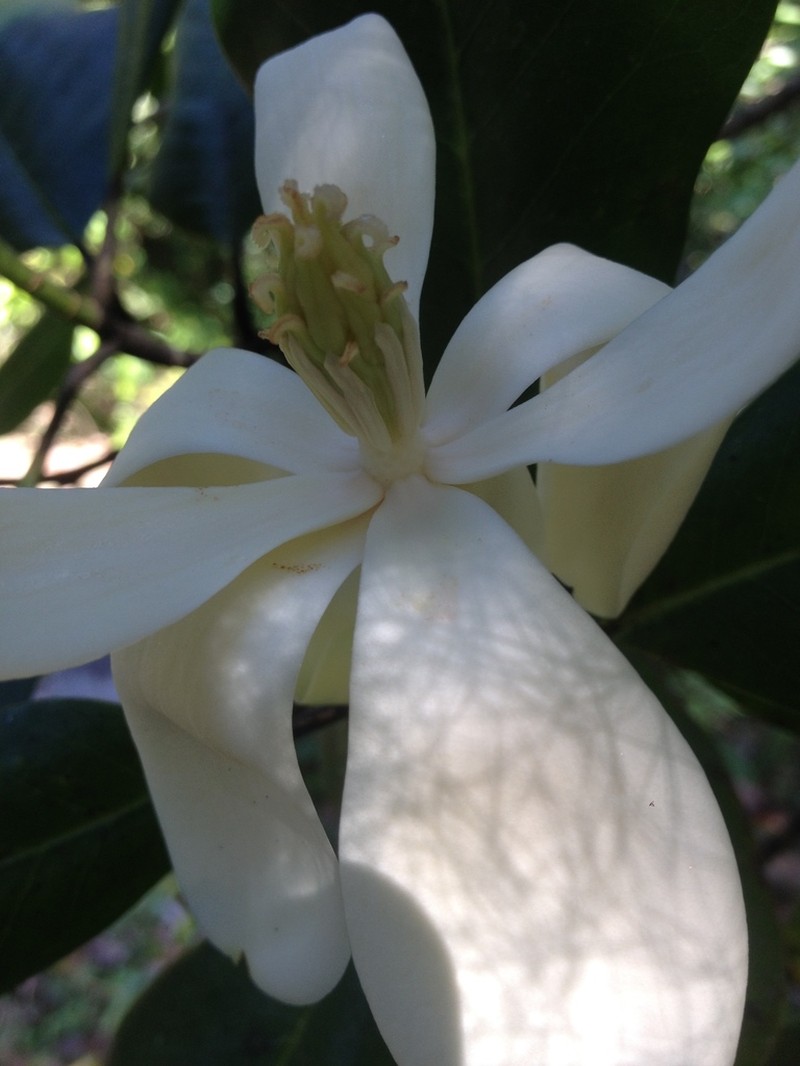 Magnolia pacifica photo 4