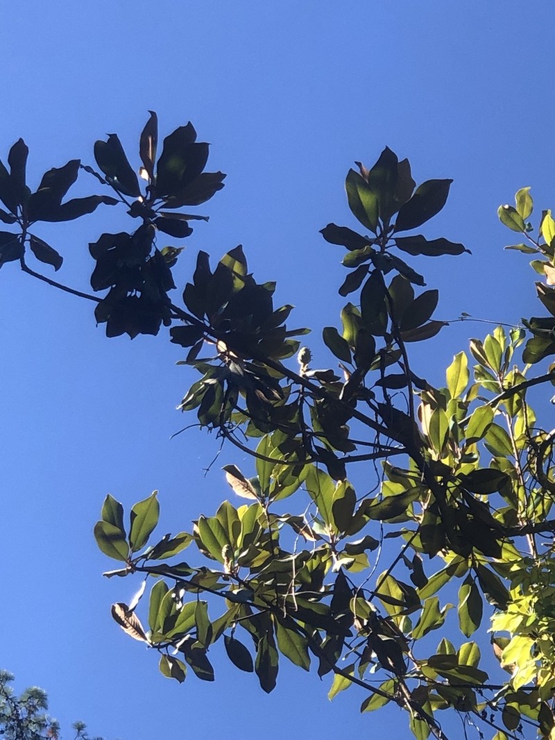 Magnolia pacifica photo 5