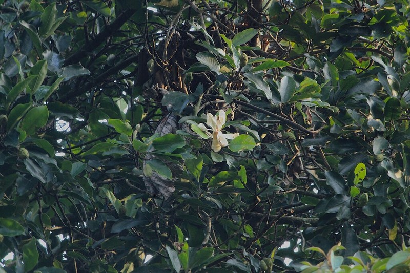 Magnolia pacifica photo 6