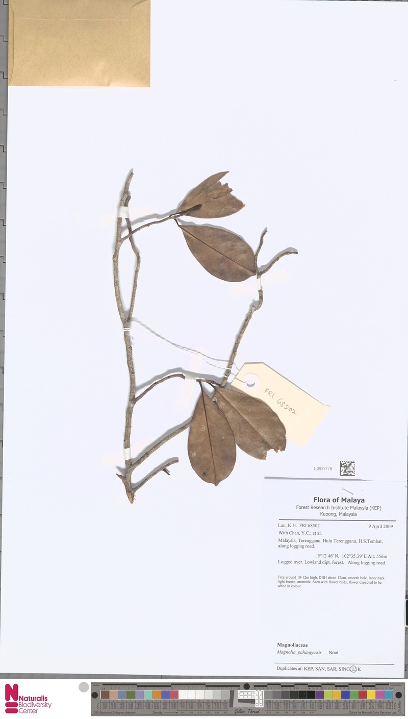 Magnolia pahangensis