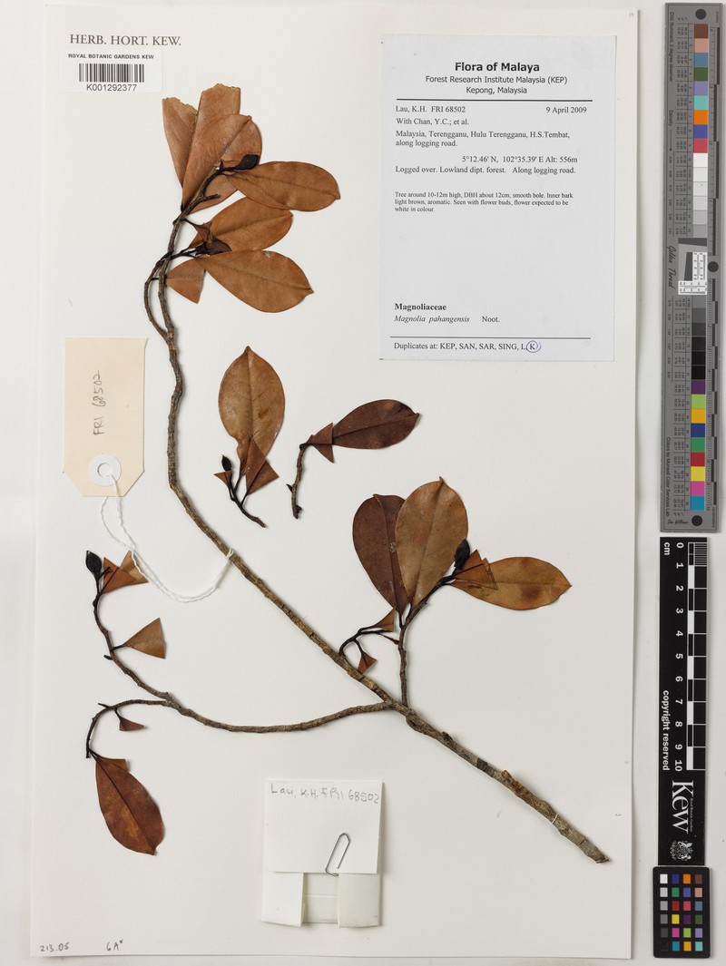 Magnolia pahangensis photo 2