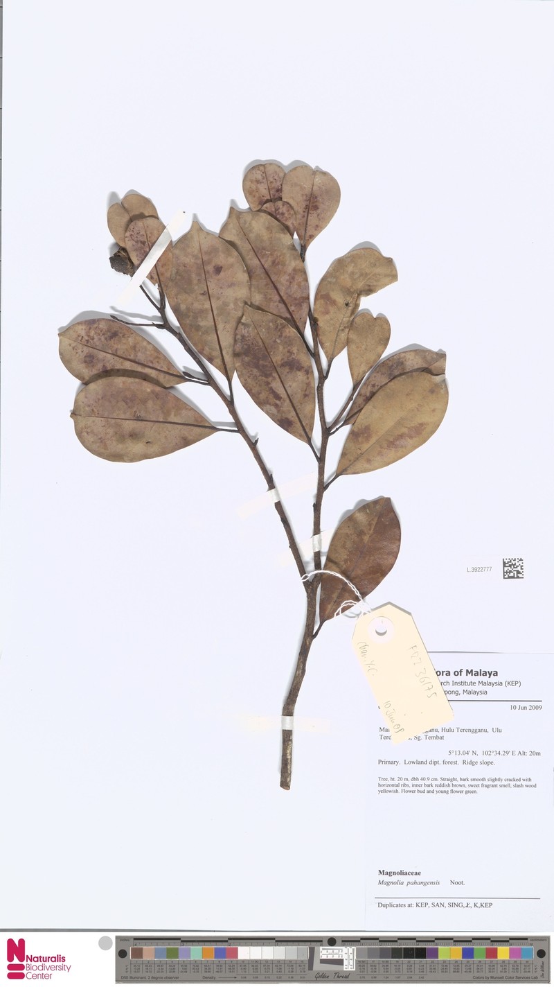 Magnolia pahangensis photo 3