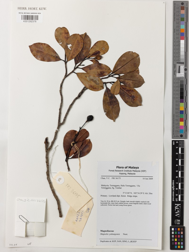 Magnolia pahangensis photo 4