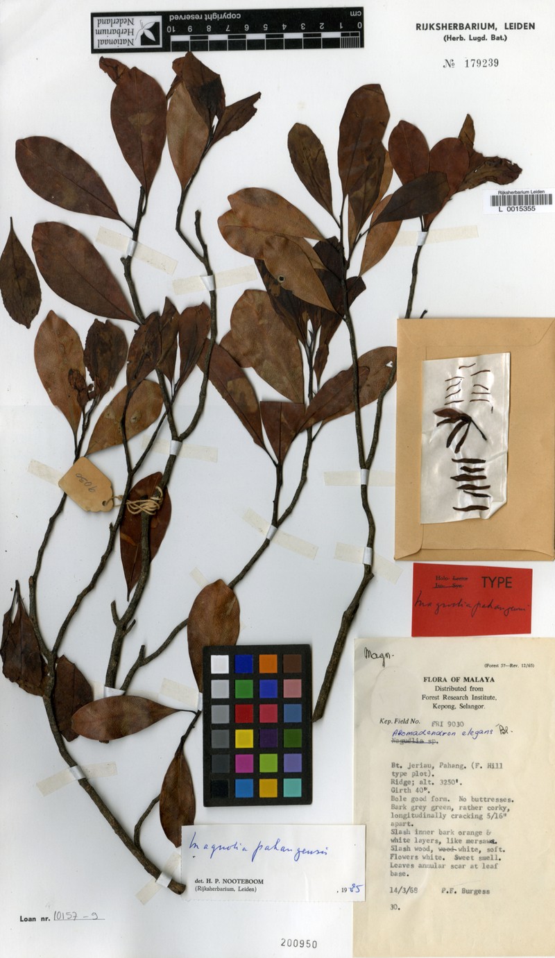 Magnolia pahangensis photo 5