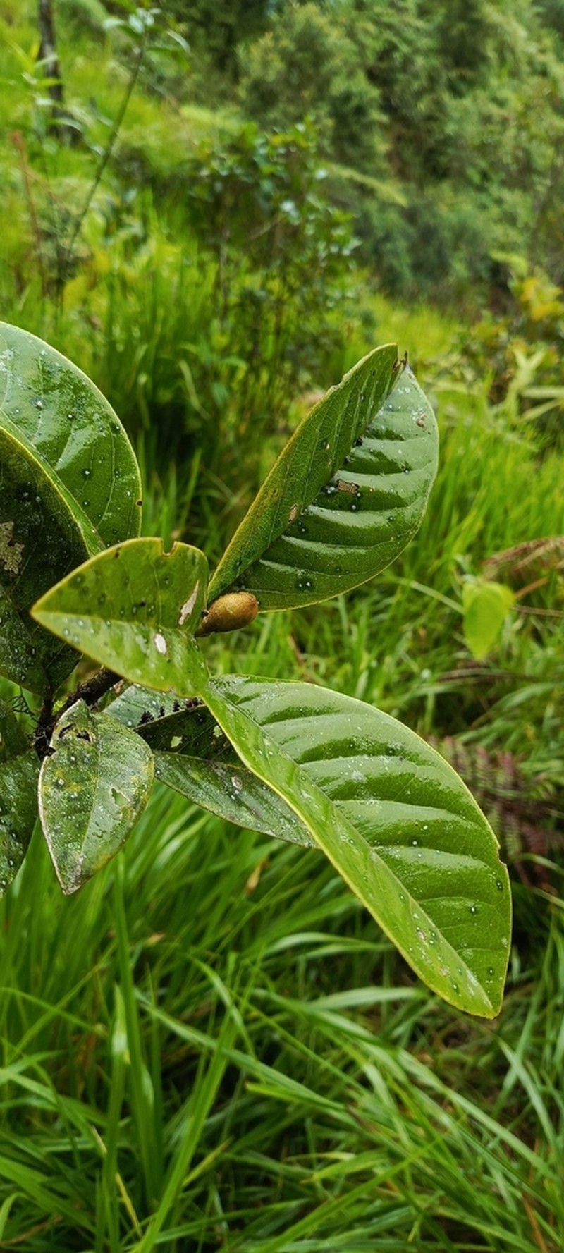 Magnolia palandana