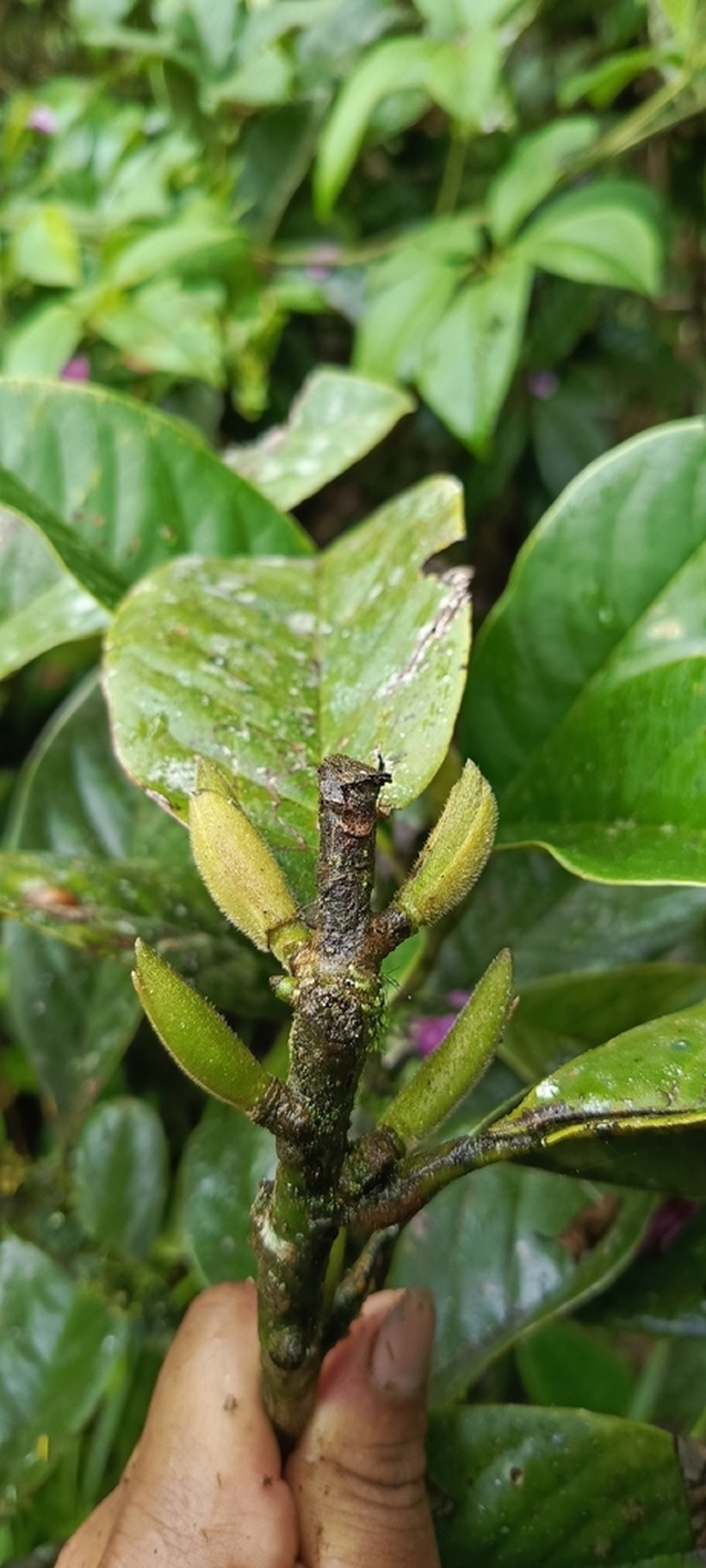 Magnolia palandana photo 2