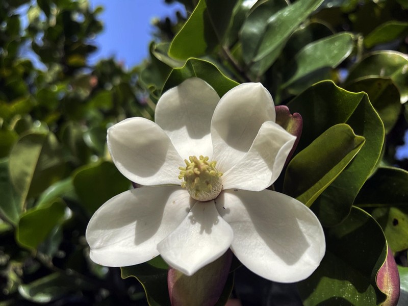 Magnolia pallescens photo 2