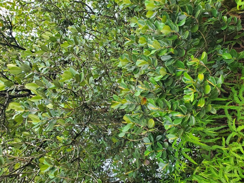 Magnolia pallescens photo 3