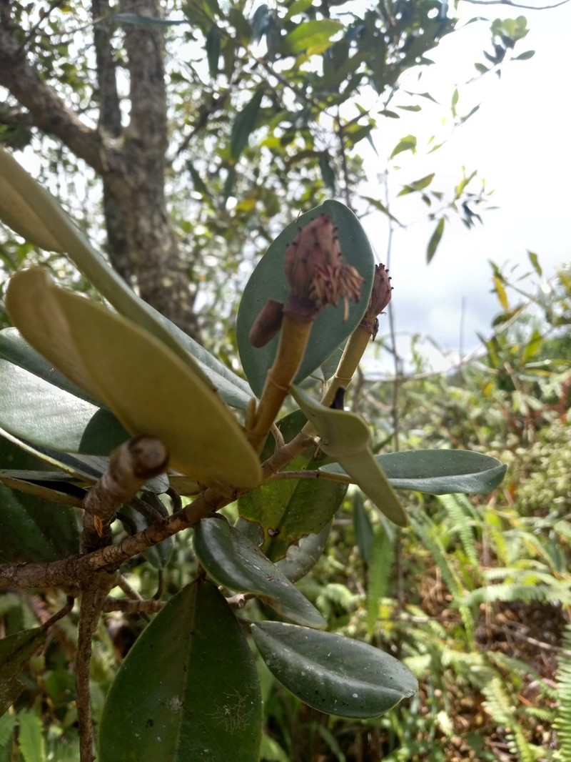 Magnolia pallescens photo 4