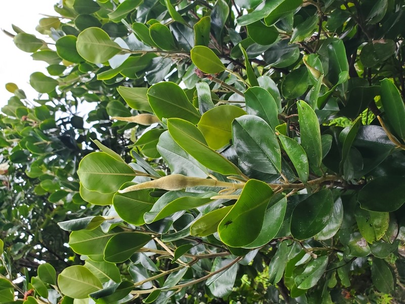 Magnolia pallescens photo 5
