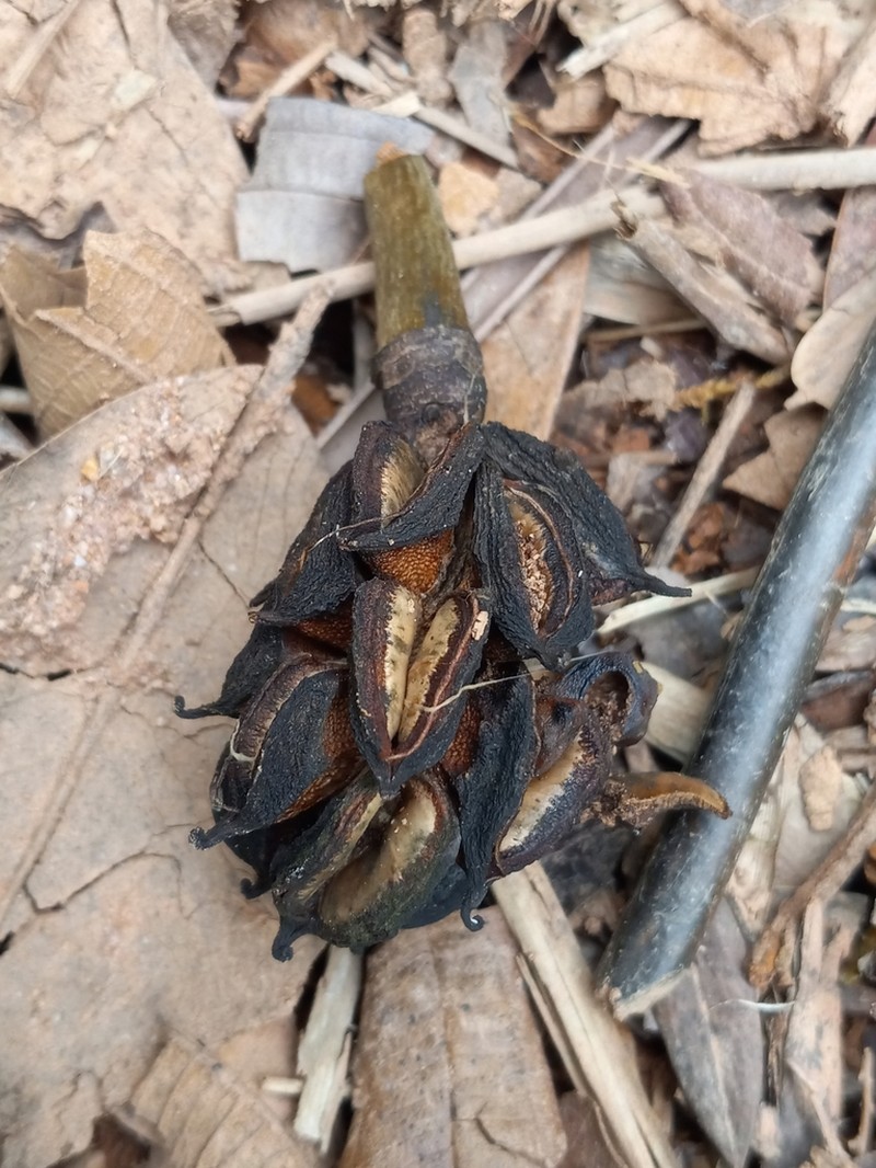 Magnolia pallescens photo 6