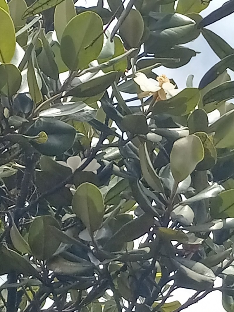 Magnolia pallescens photo 7