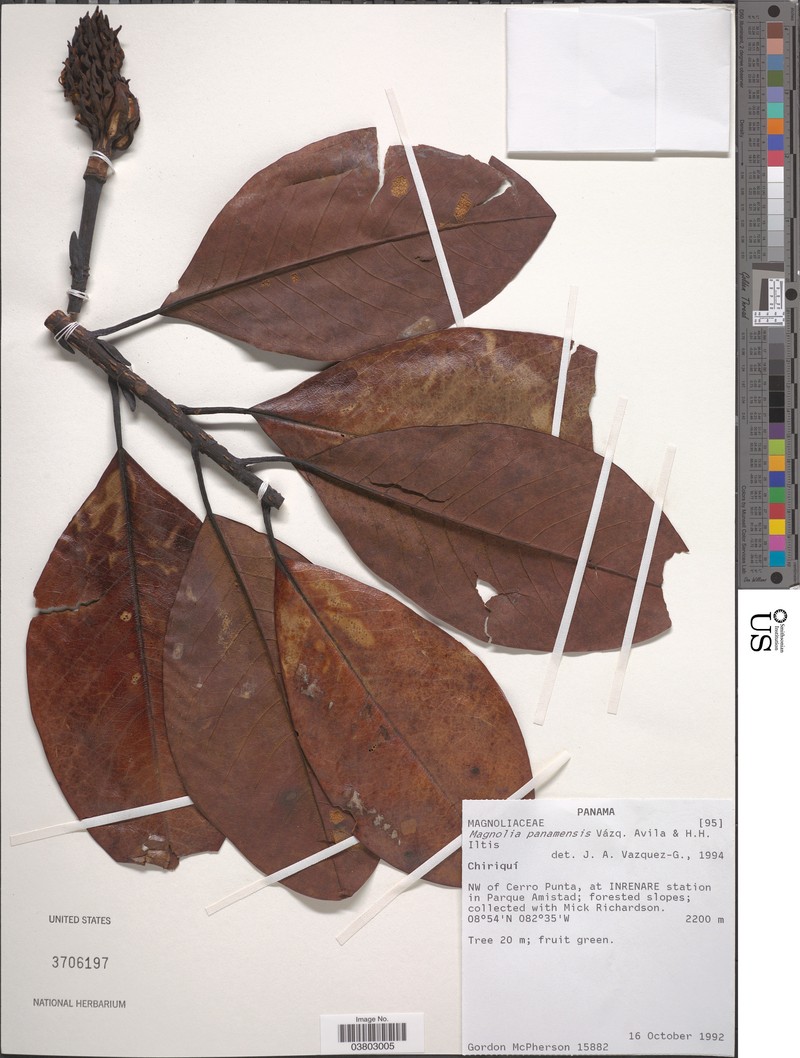 Magnolia panamensis photo 2