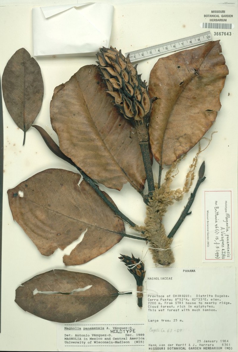 Magnolia panamensis photo 3