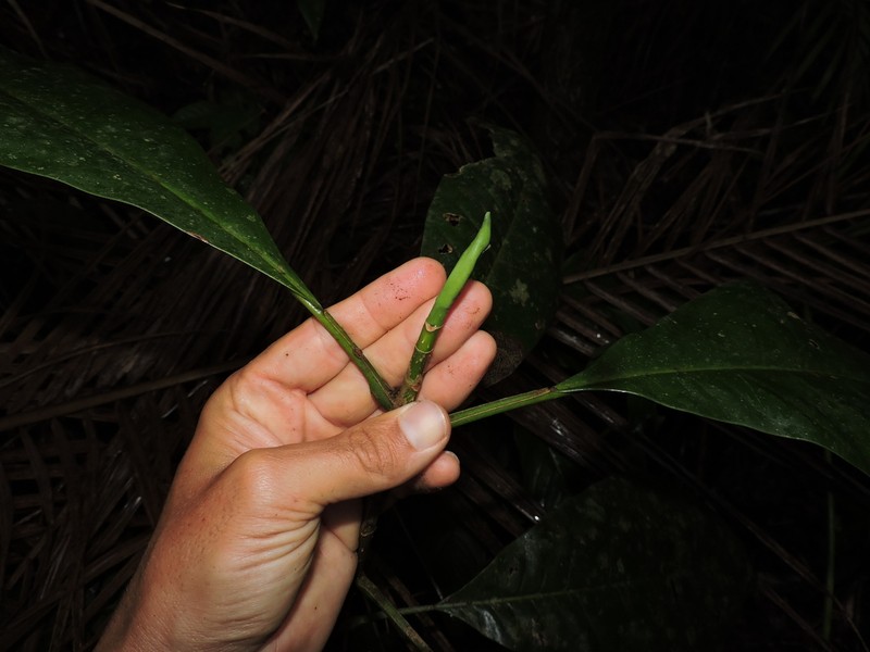 Magnolia paranaensis
