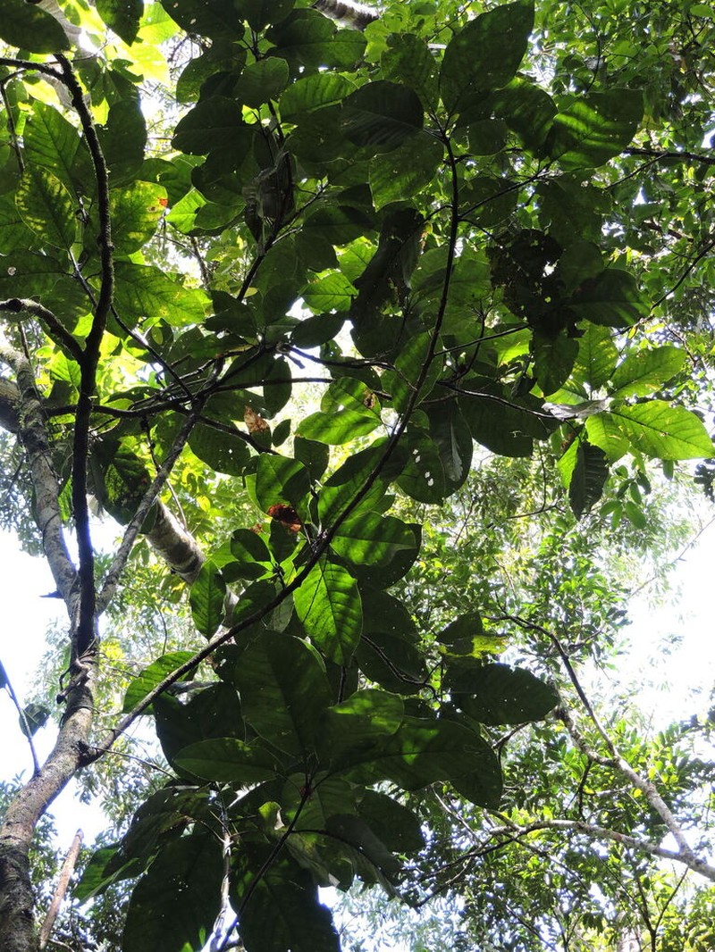 Magnolia paranaensis photo 2