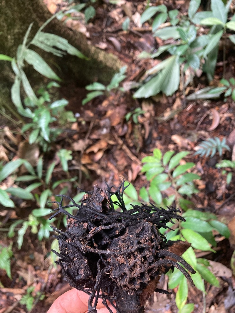 Magnolia pastazaensis photo 2