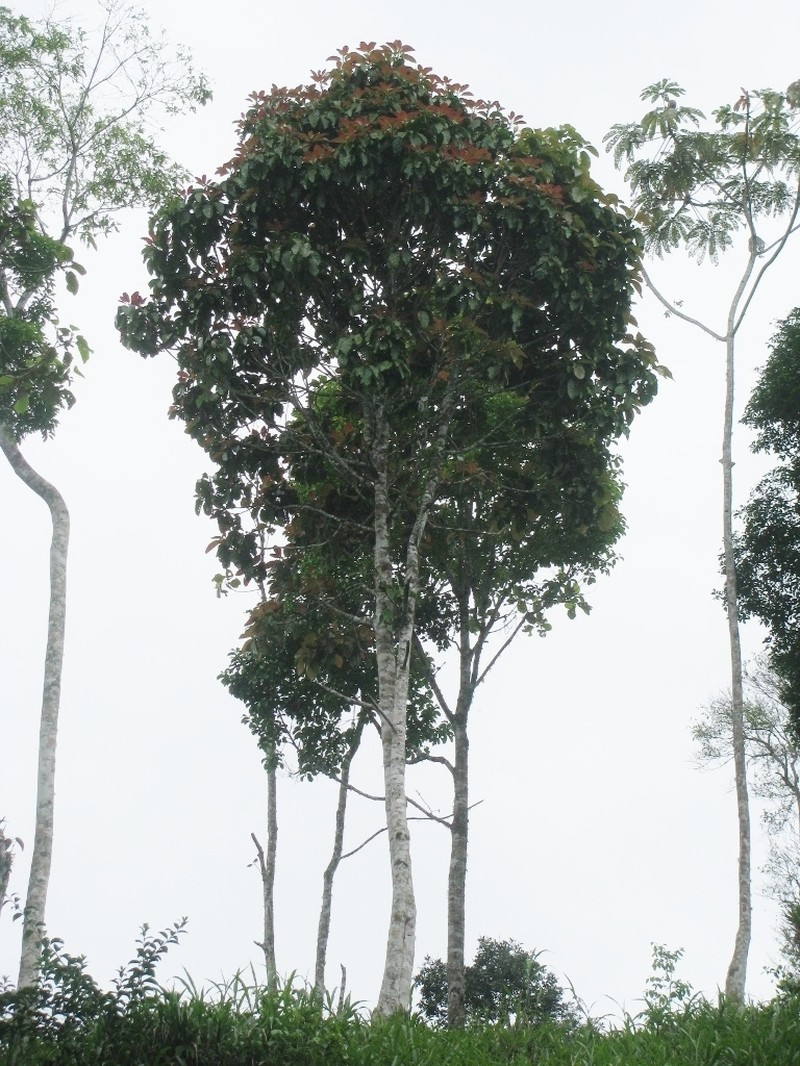 Magnolia pastazaensis photo 3