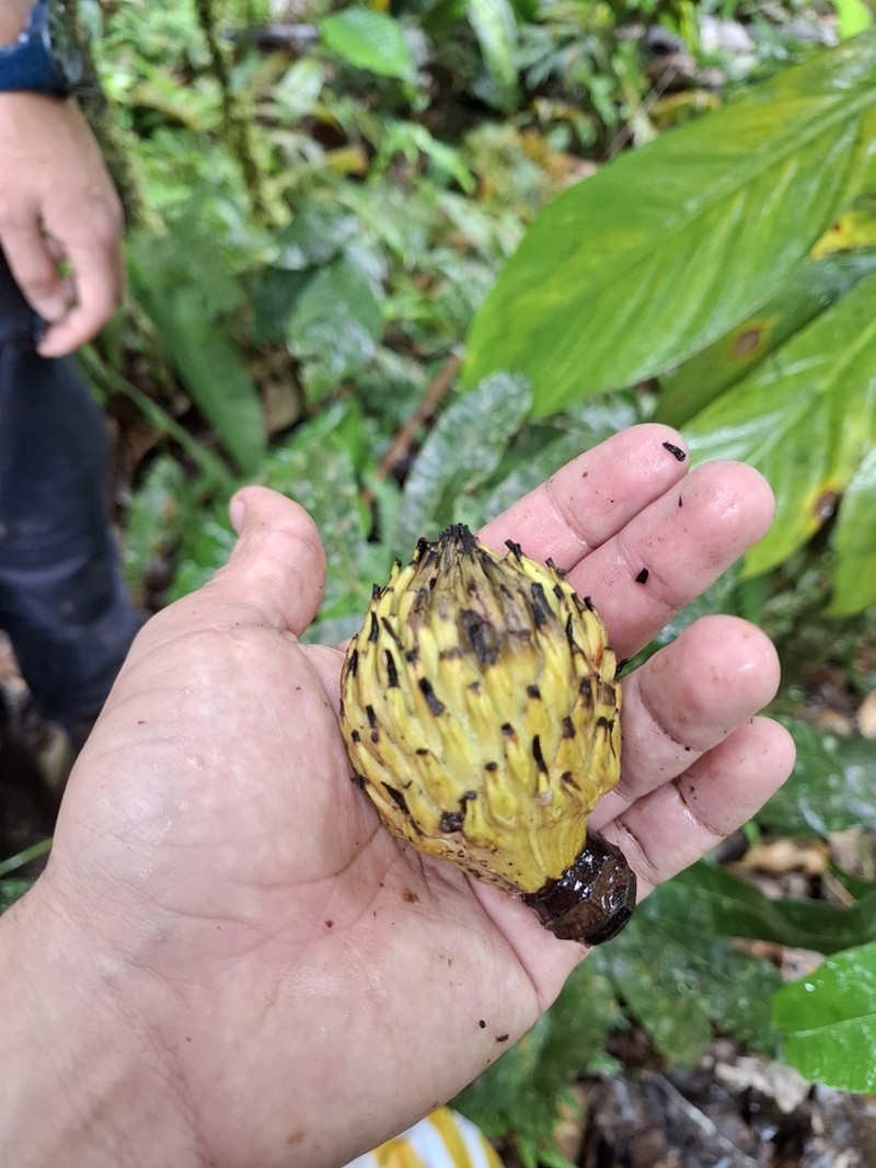 Magnolia pastazaensis photo 5