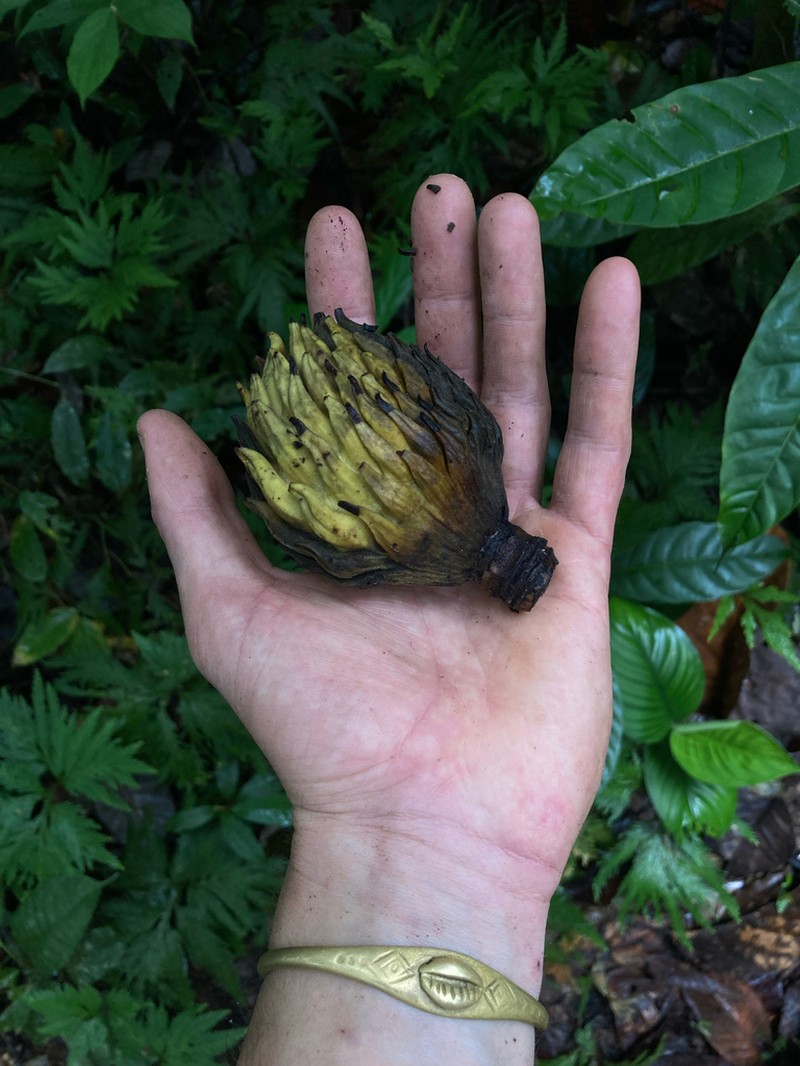Magnolia pastazaensis photo 7