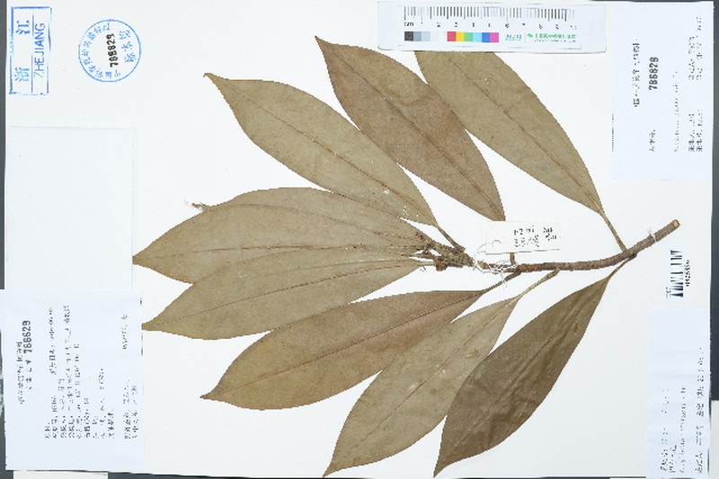 Magnolia patungensis