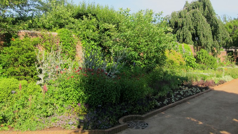 Magnolia pendula
