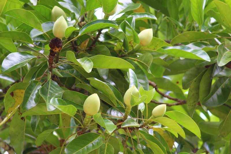 Magnolia perezfarrerae photo 2