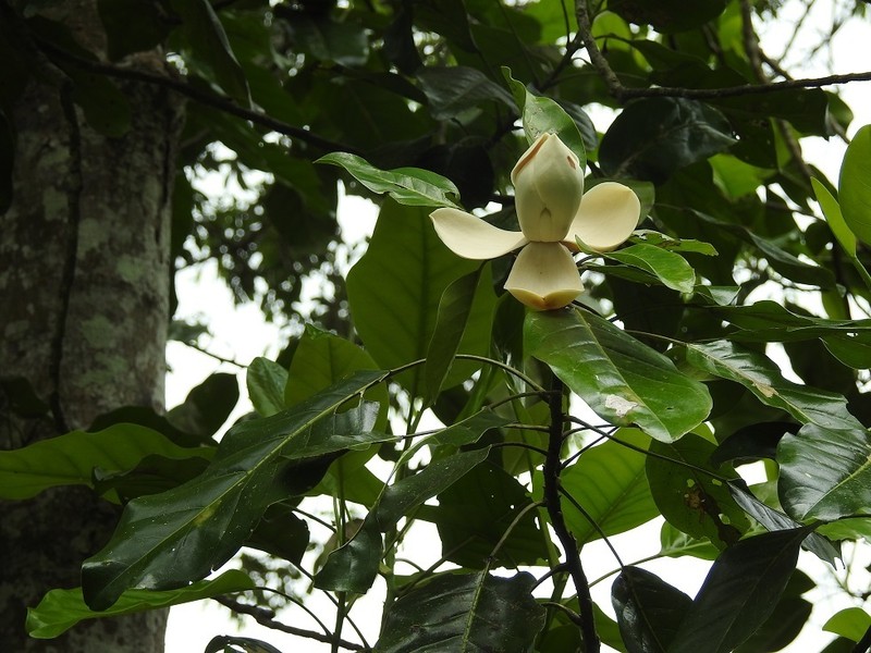 Magnolia perezfarrerae photo 3