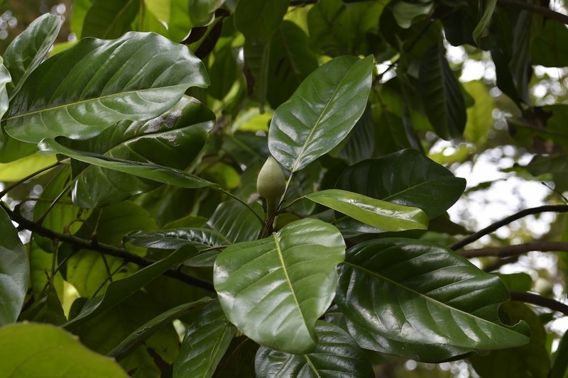 Magnolia perezfarrerae photo 4
