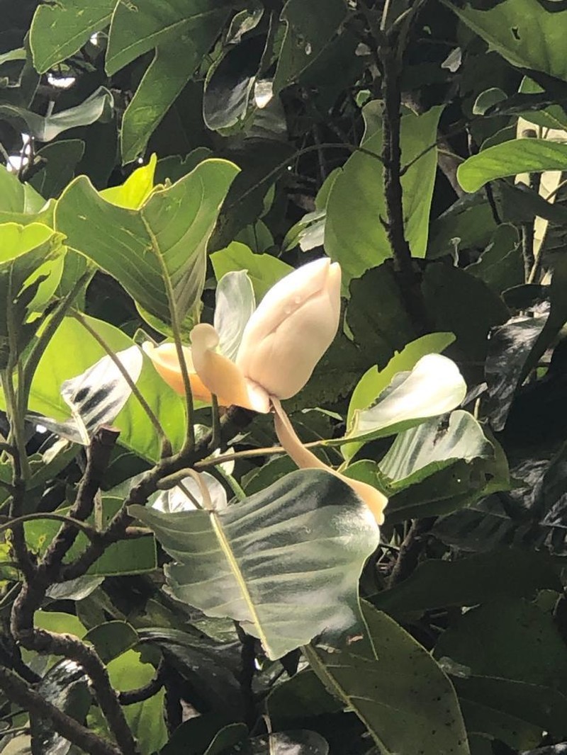 Magnolia perezfarrerae photo 5