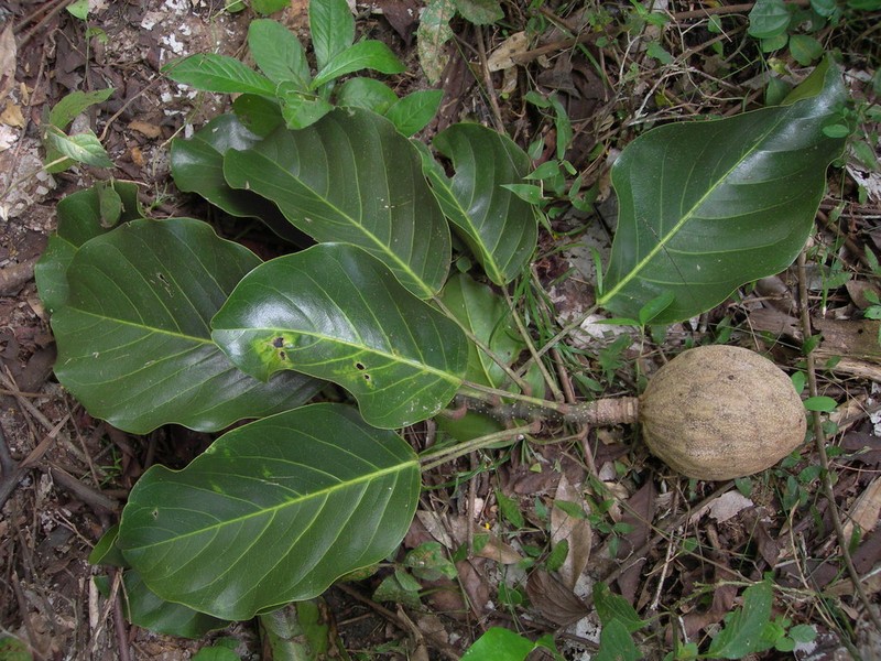 Magnolia perezfarrerae photo 6