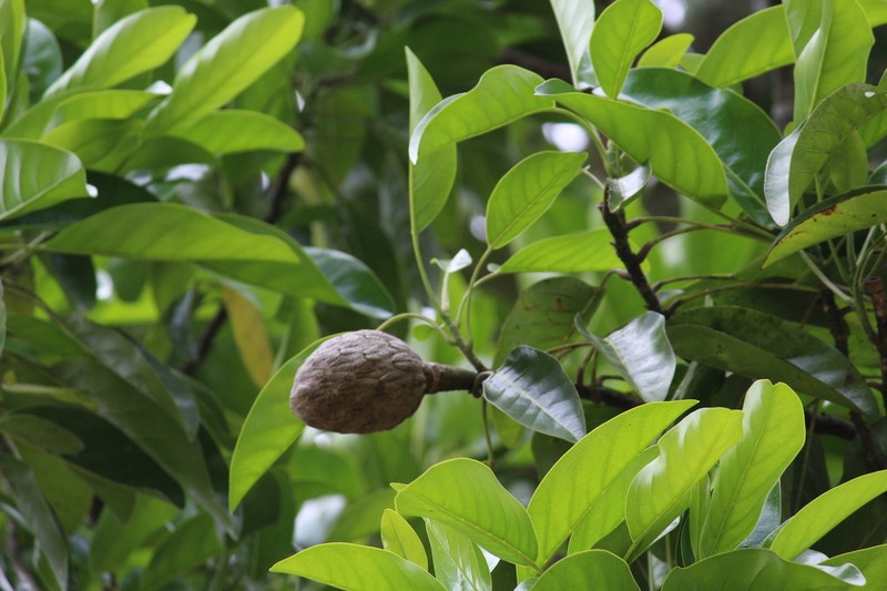 Magnolia perezfarrerae photo 7