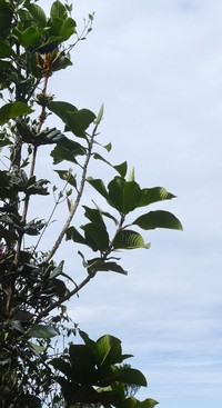 Magnolia persuaveolens