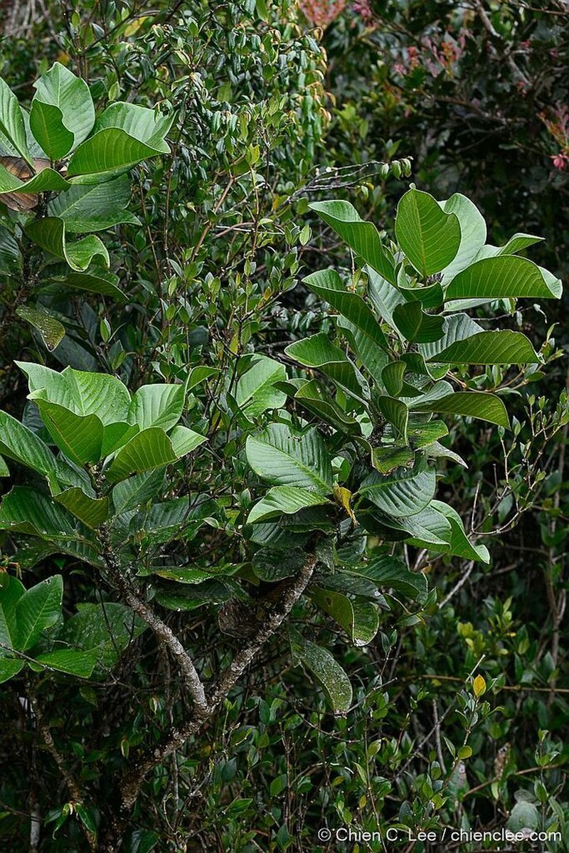 Magnolia persuaveolens photo 2