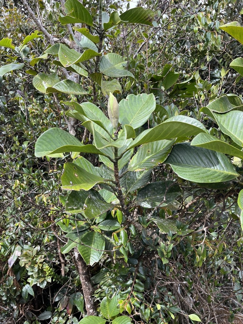Magnolia persuaveolens photo 3