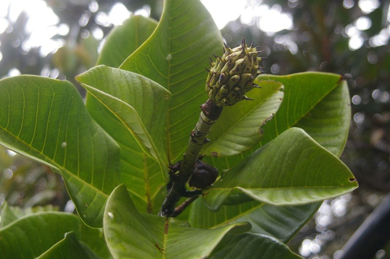 Magnolia persuaveolens photo 4