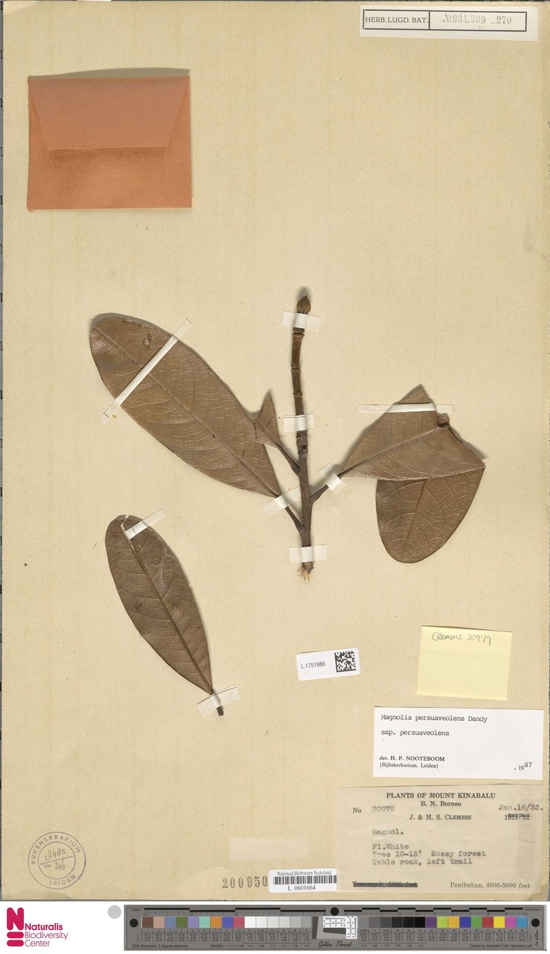 Magnolia persuaveolens subsp. persuaveolens
