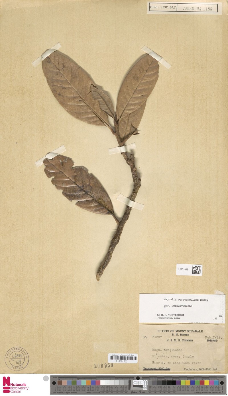 Magnolia persuaveolens subsp. persuaveolens photo 2